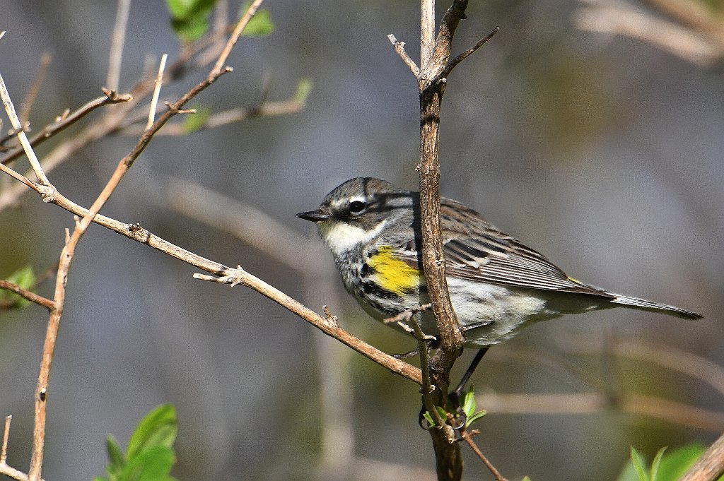 Warbler, Yellow-rumped, 2017-05075207 Parker River NWR, MA.JPG - Yellow-rumped Warbler. Parker River National Wildlife Refuge, MA, 5-7-2017